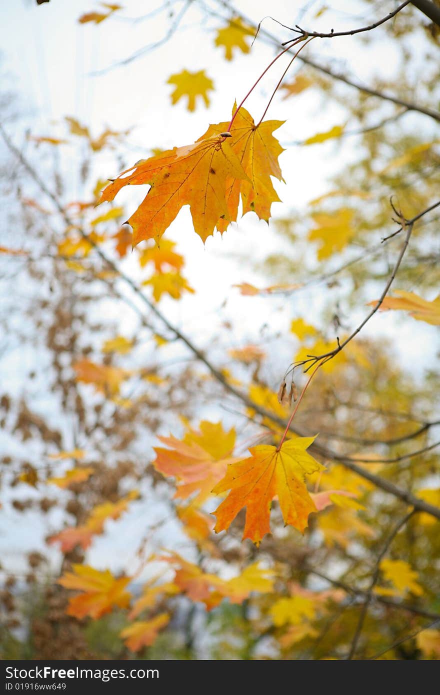 Autumn maple leaves. Autumn scenery.