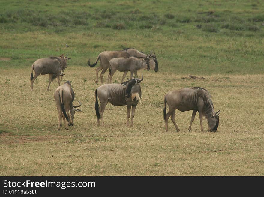 A photo taken in africa of a group of wilderbeast