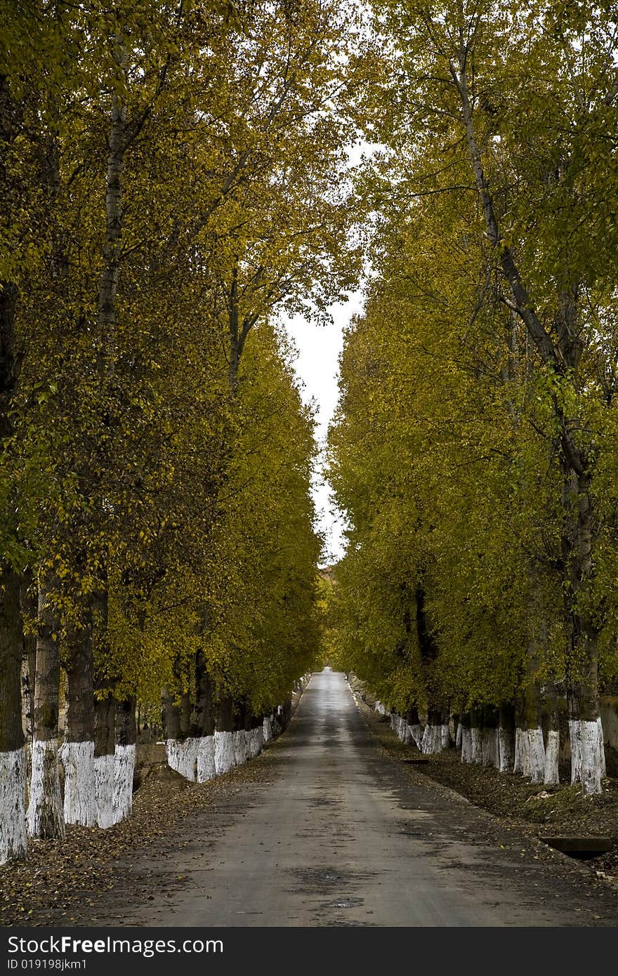 Road with trees