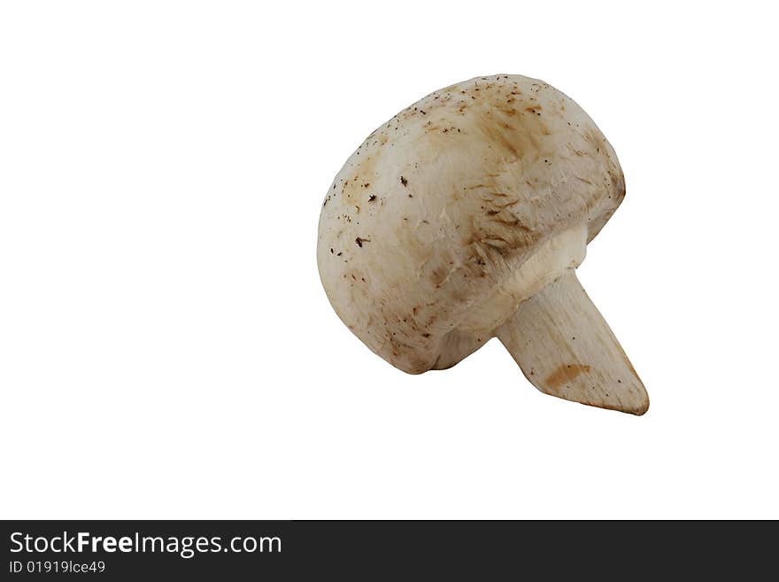 Isolated mushroom on white background