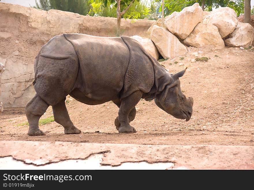 Rhinoceros