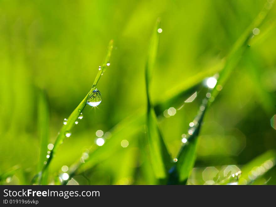 Dew drop on a blade of grass