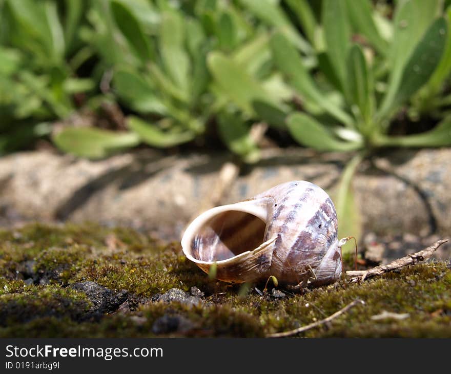 Sea shell on a soil and park as background.