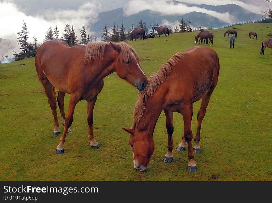 Horses Are Grazed