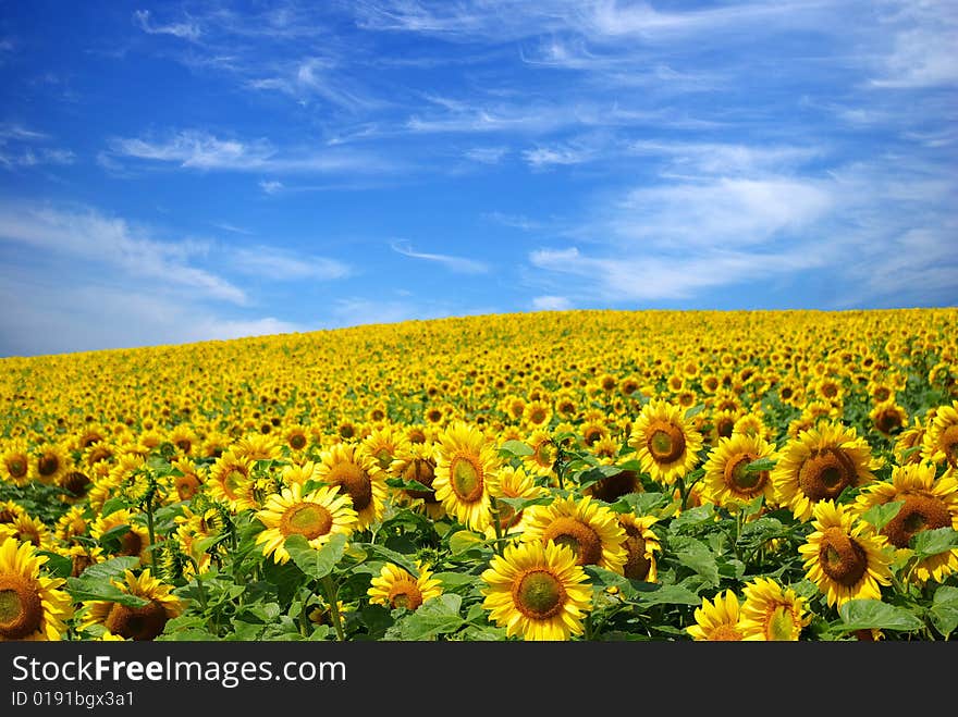 Sunflower field over cloudy blue sky. Sunflower field over cloudy blue sky