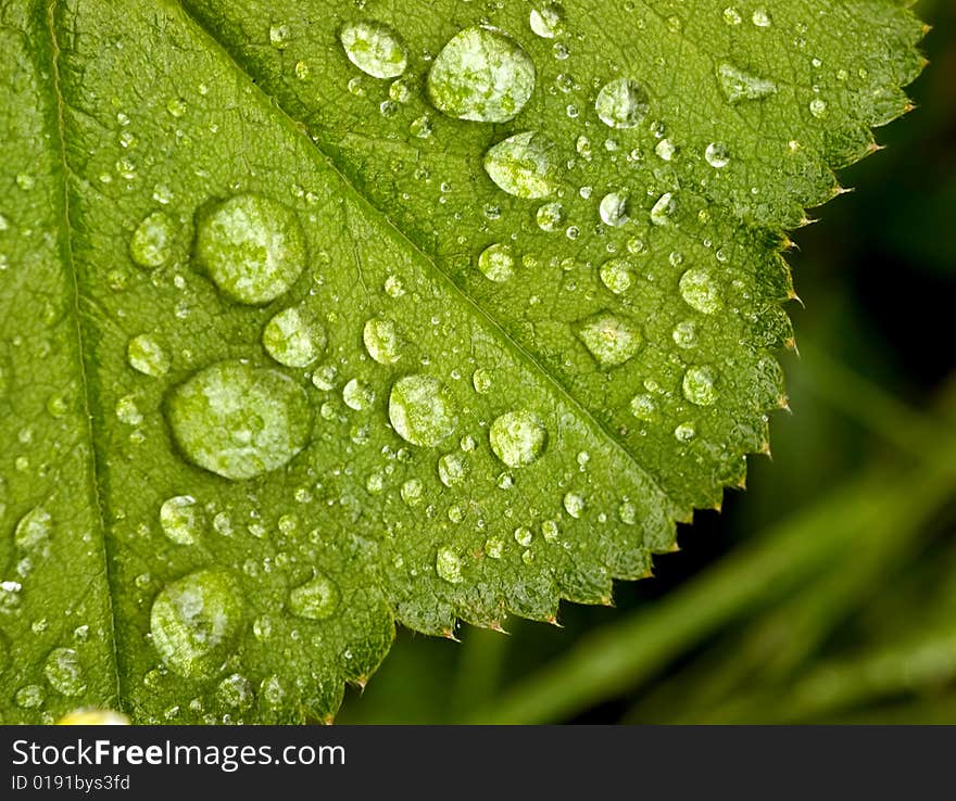 Green leaf with water drops