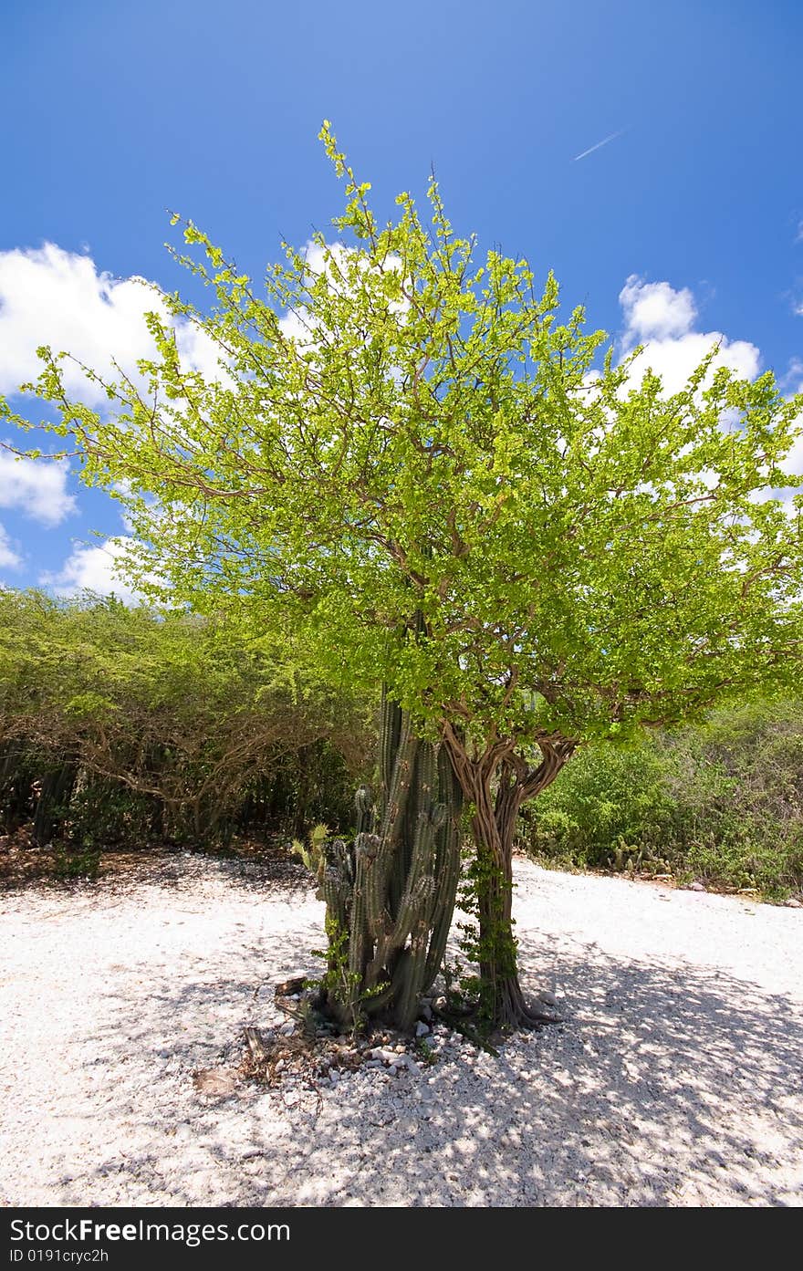 Bright Tropical Beach Tree