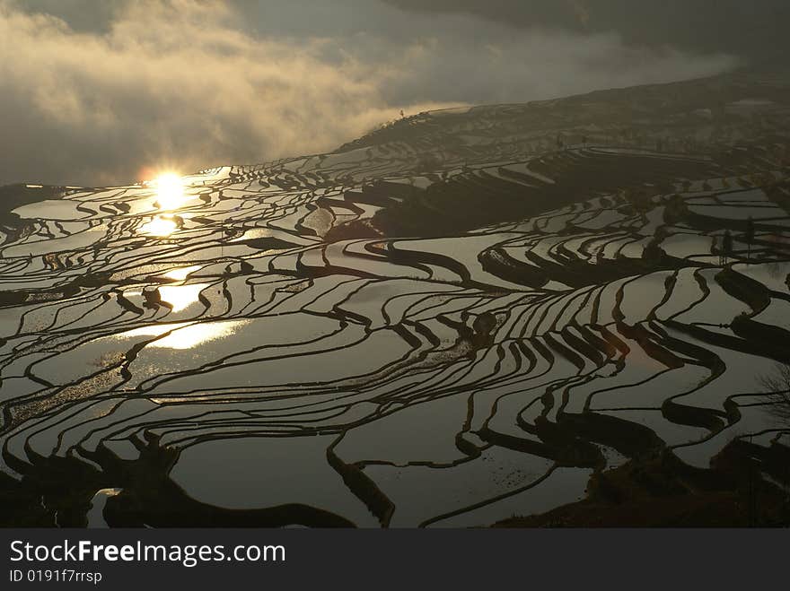 The morning Shot of a hill paddy field with the golden light reflection of the sunrise. Taken in Yunan, China. The morning Shot of a hill paddy field with the golden light reflection of the sunrise. Taken in Yunan, China