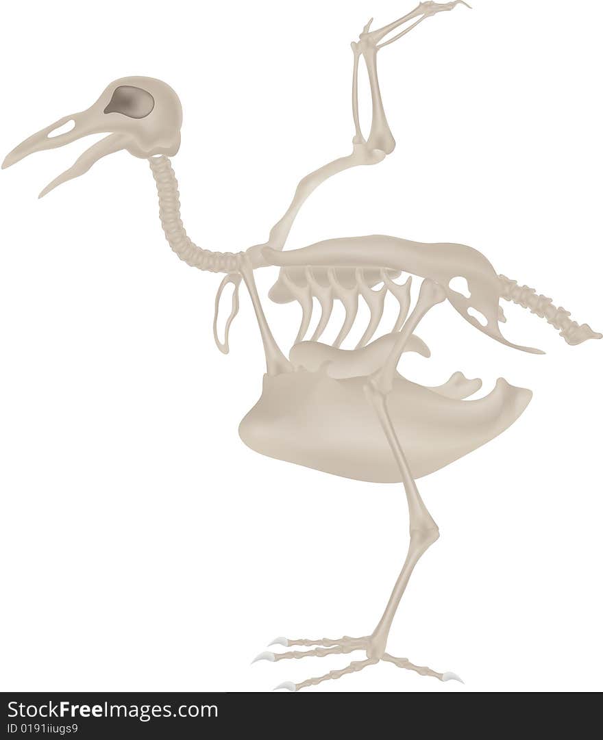 Bird skeleton