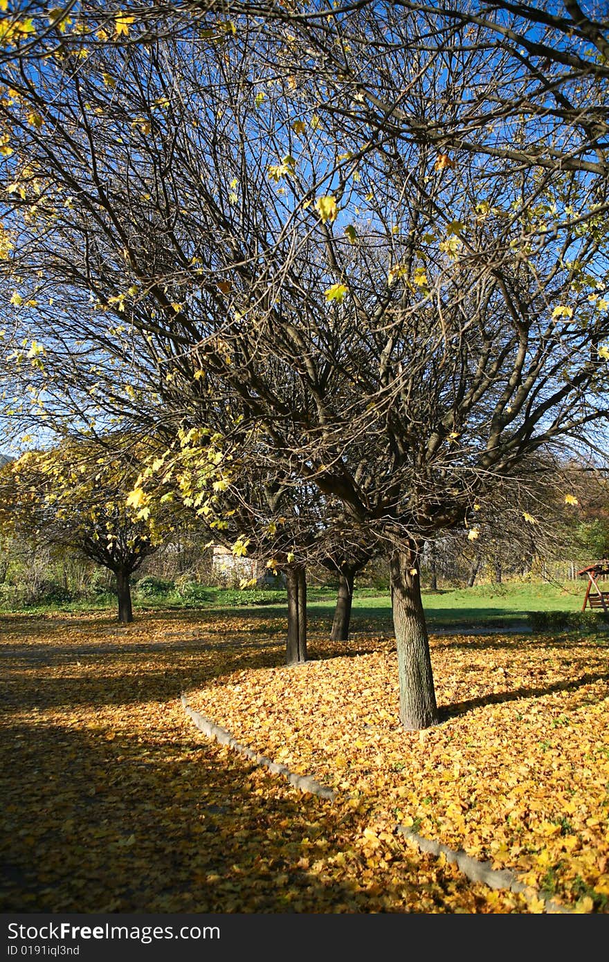 Autumn scenery in the park