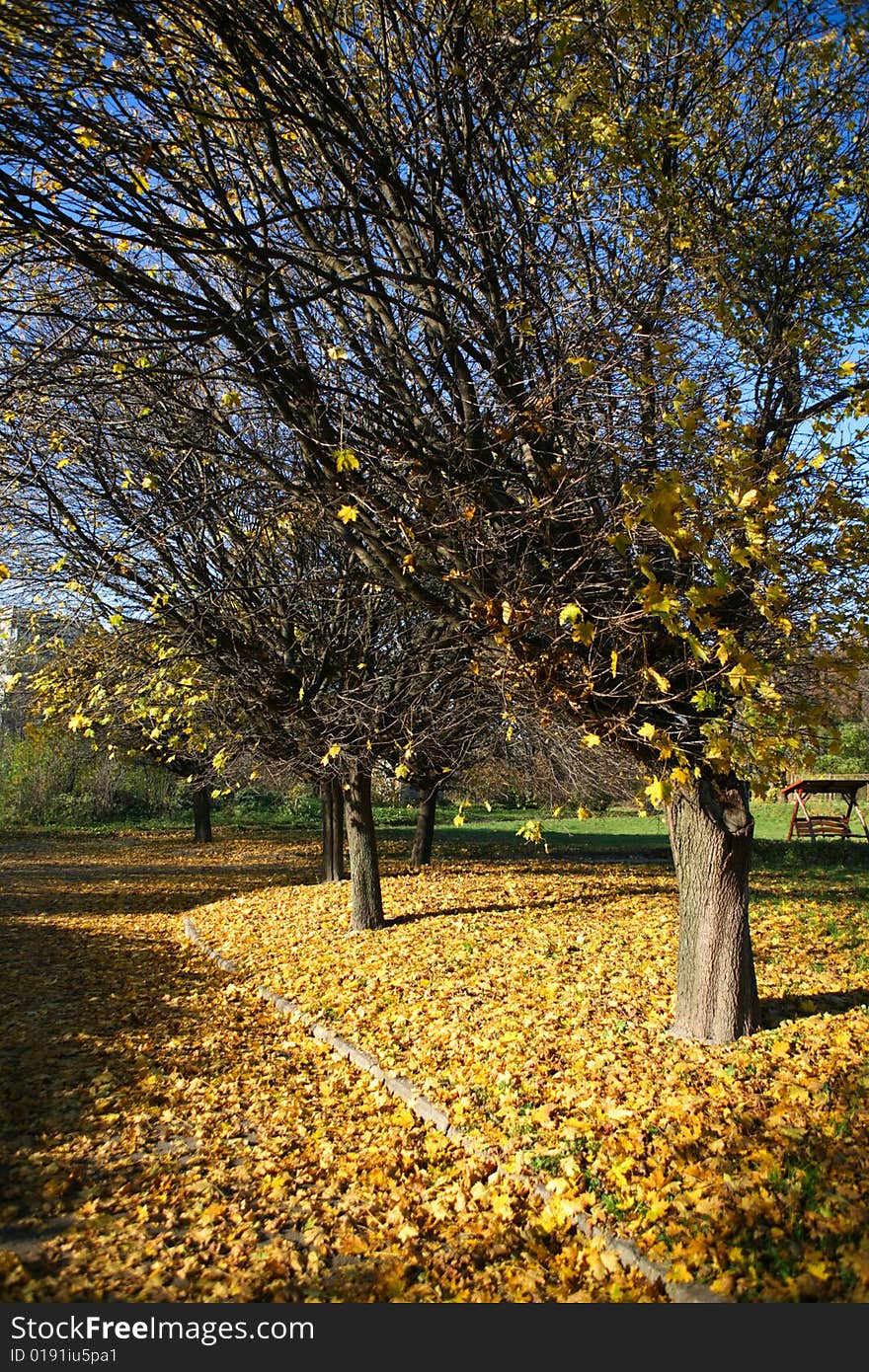 Autumn scenery. Trees in the park