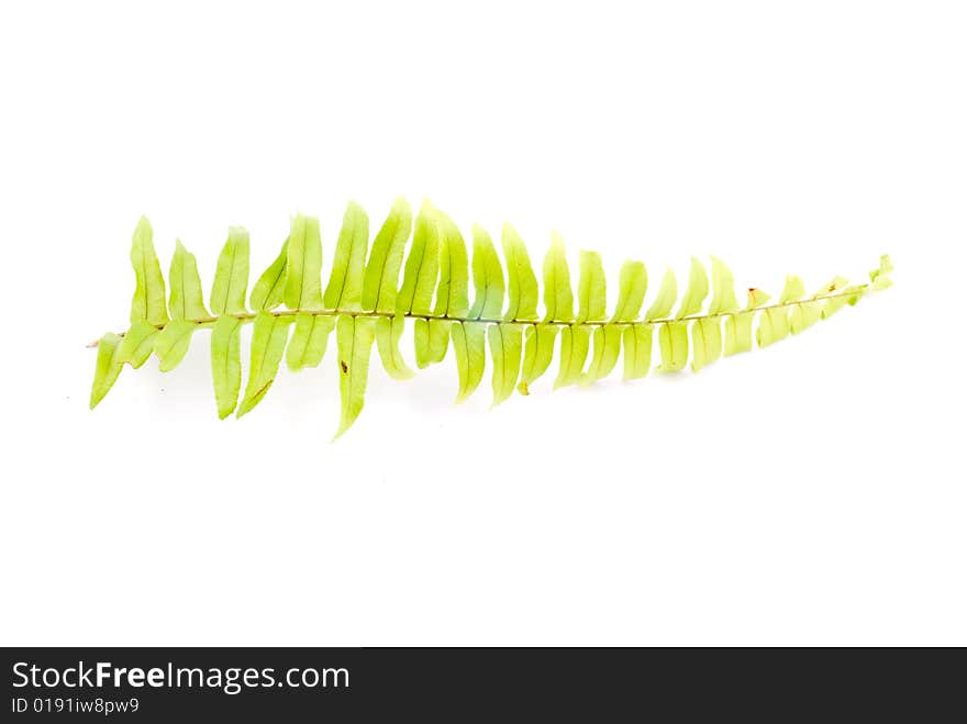 Beautiful autumn leaf isolated on white background