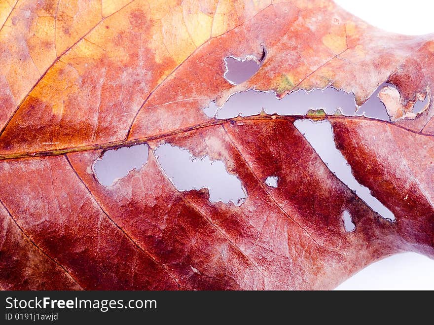 Close up observation of autumn colorful leaf. Close up observation of autumn colorful leaf