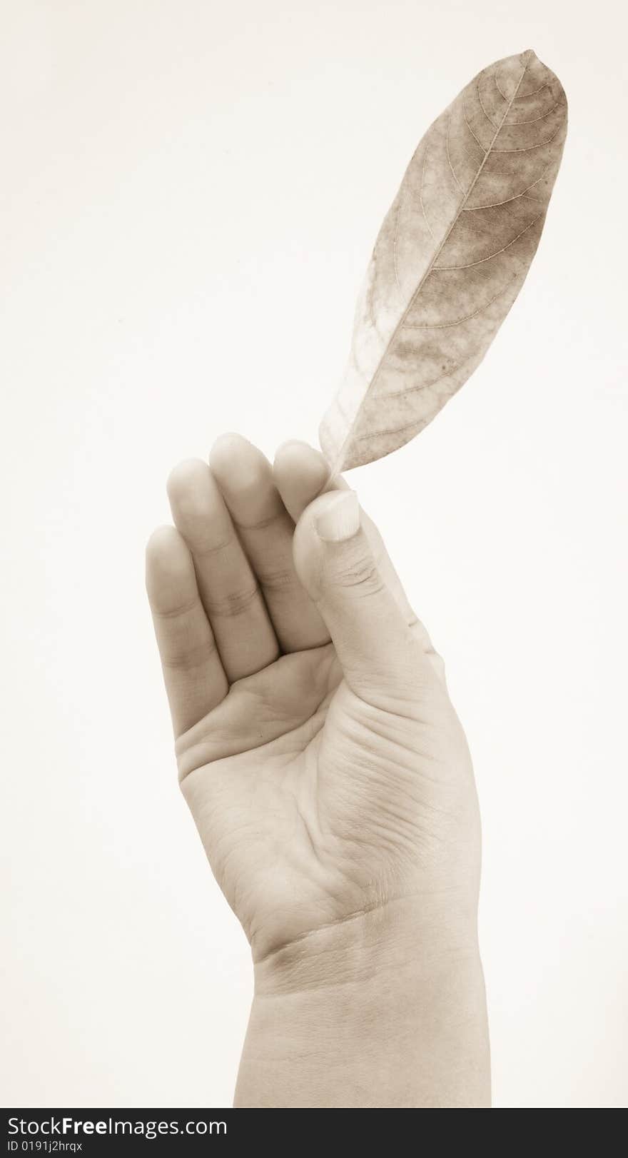 Holding Leaf Isolated