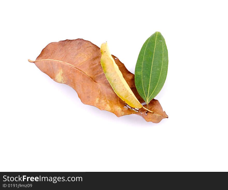 Autumn leaves on White