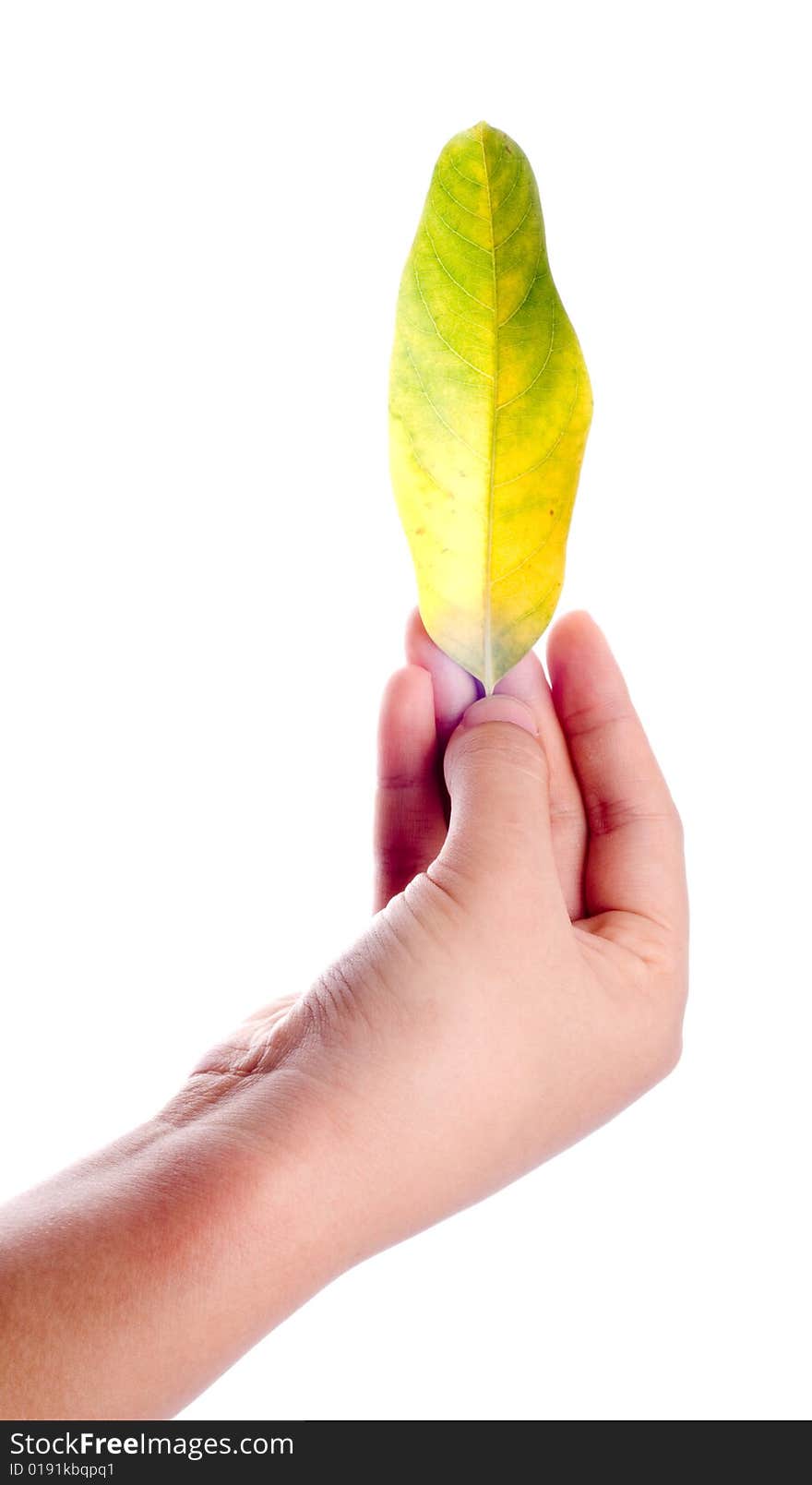 Slim female hand holding fallen leaf isolated on white. Slim female hand holding fallen leaf isolated on white