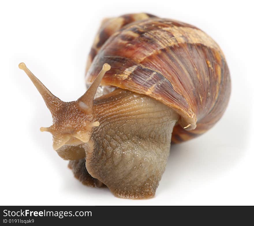 Snail macro