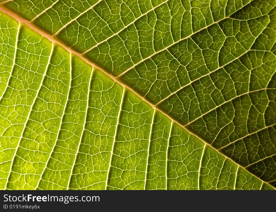 Close-up of green leaf background