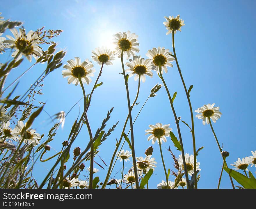 White daisies on blue sky background