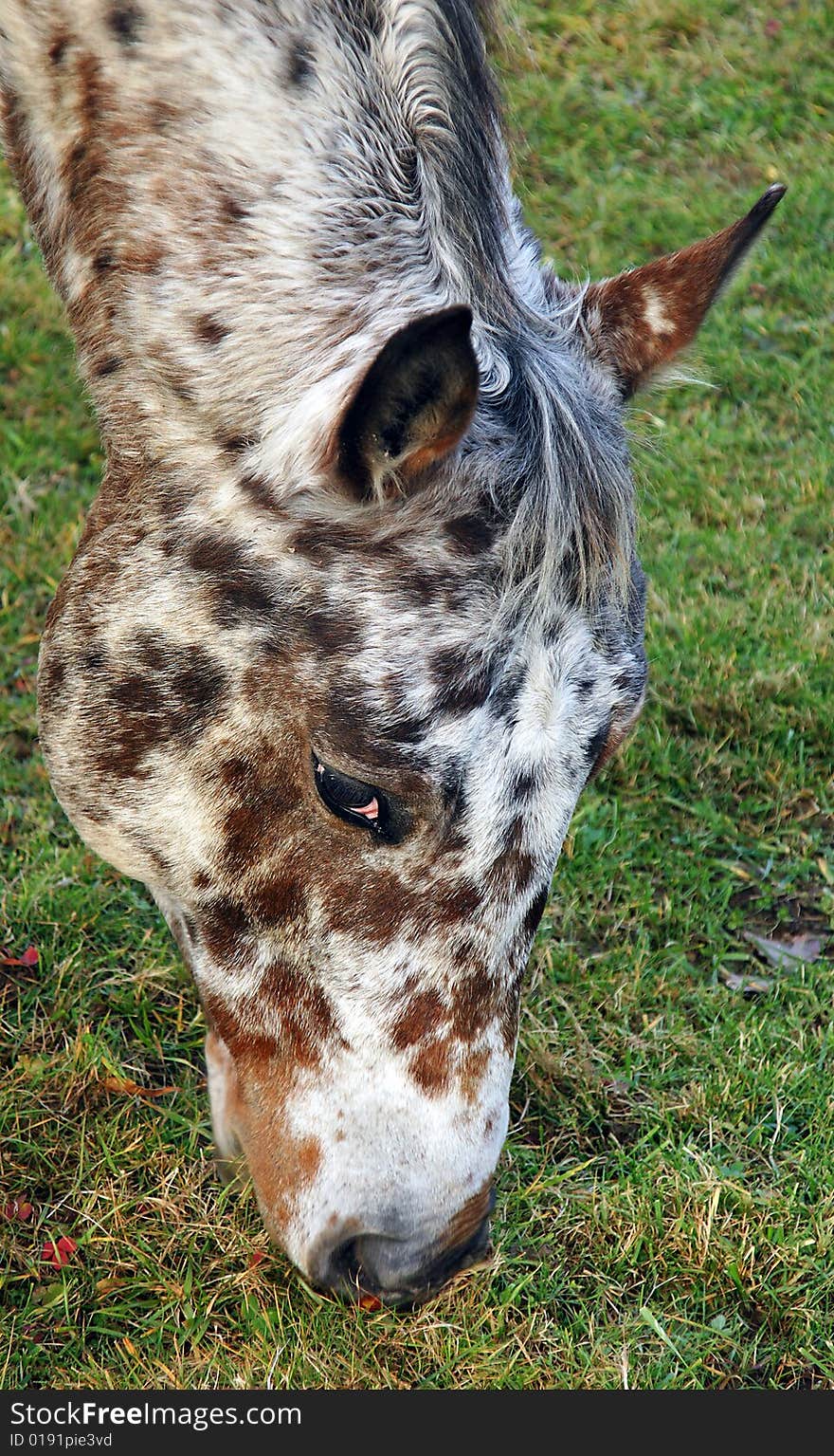 Close up of an Appaloosa Horse