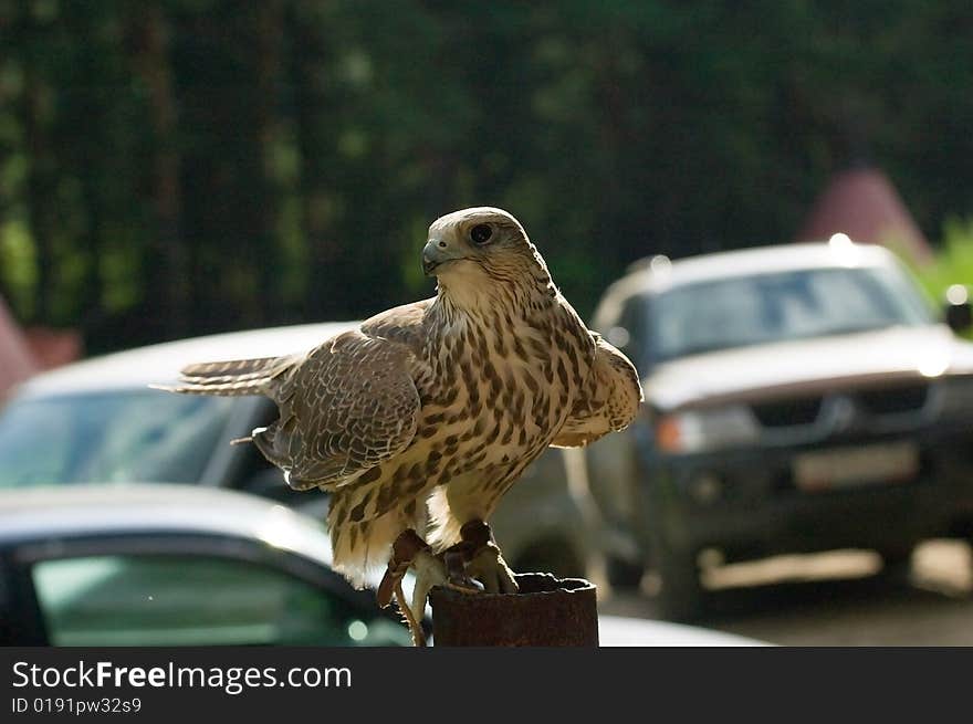 Photo of magnificent falcon cherrug sitting at the pipe