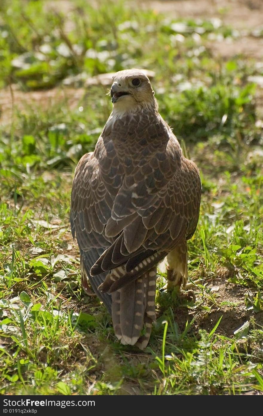 Photo of magnificent falcon cherrug sitting at the pipe