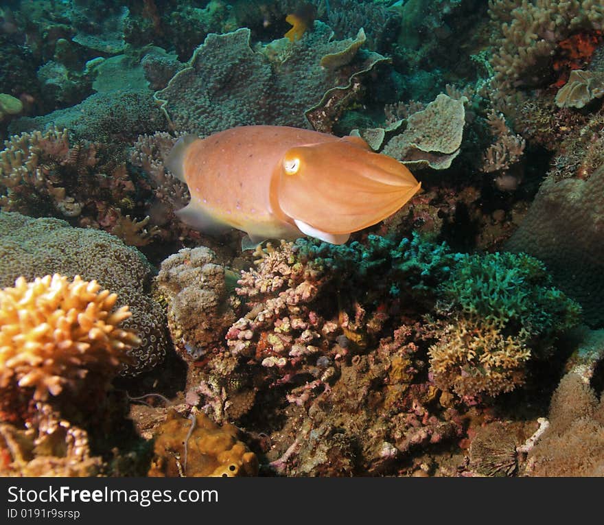 Reef cuttlefish camoflauged against the coral reef trying to escape from diver