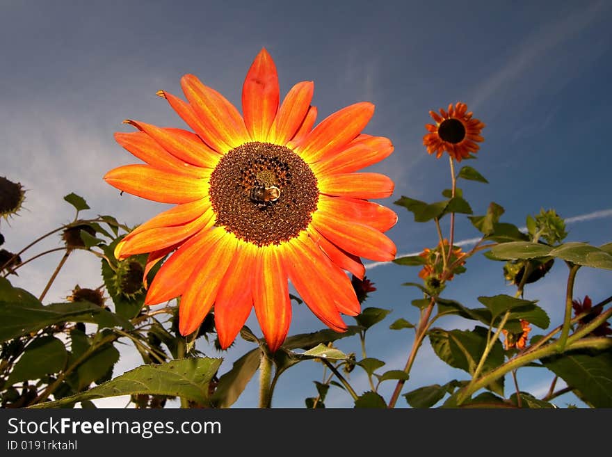 Orange sun flower against dark blue sky background