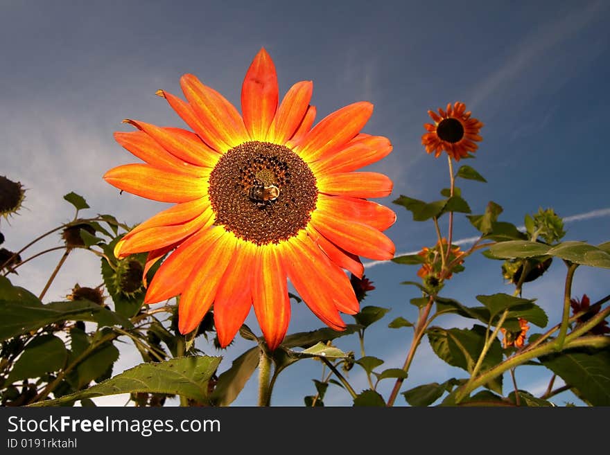 Orange Sun Flower