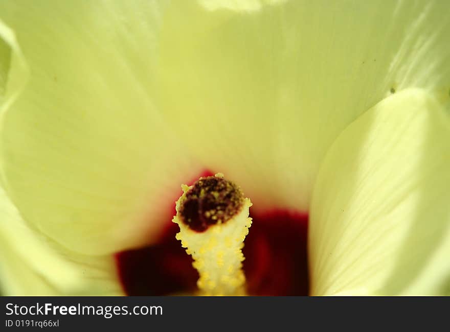 Okra Flower