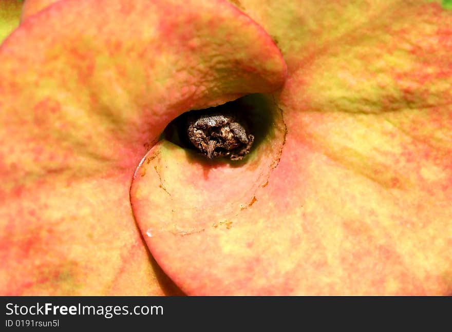 Extreme close up shot of Cactus flower background