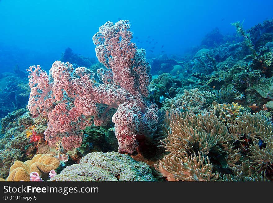 The extreme activety of an indo pacific coral reef