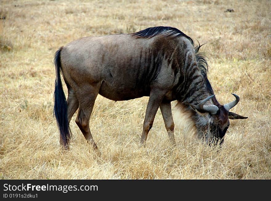 Gnu into the Ngorongoro crater, Ngorongoro Conservation Area, Tanzania. Gnu into the Ngorongoro crater, Ngorongoro Conservation Area, Tanzania