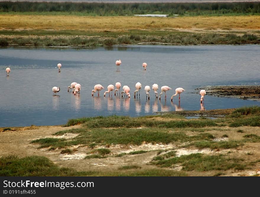 Pink flamingos into the Ngorongoro