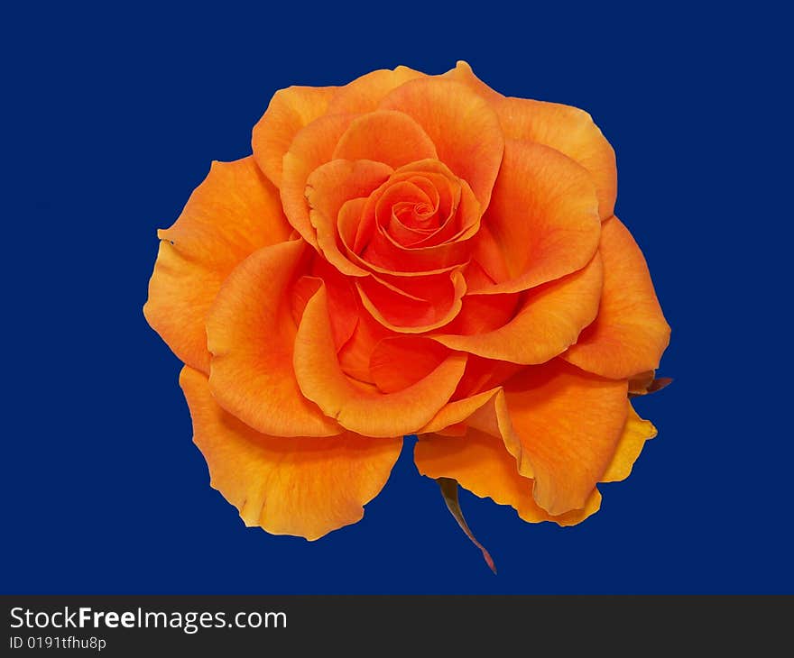 Blooming orange rose flower isolated on deep blue background.