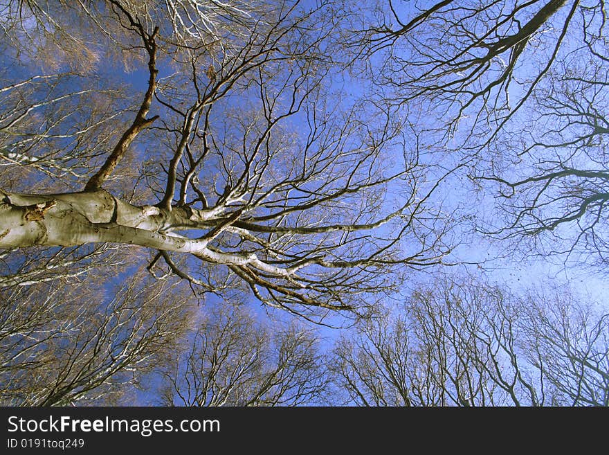 Tree and sky in autumn