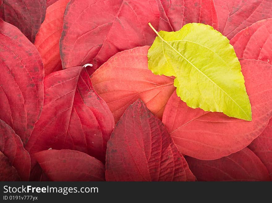 Autumn background from red and green leaves