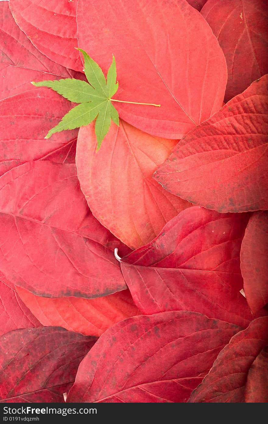 Autumn background composed from overlapped red leaves and single green maple leaf. Autumn background composed from overlapped red leaves and single green maple leaf