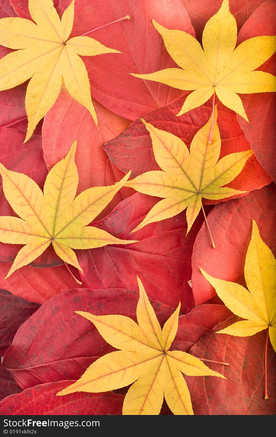 Autumn Background From Red And Yellow Leaves