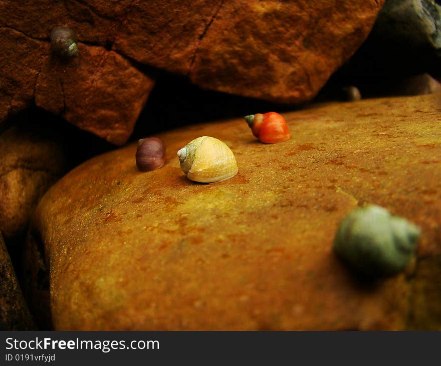 Color small snails on stone. Color small snails on stone