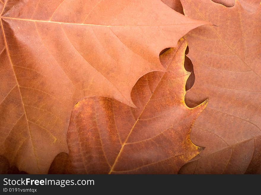 Autumn background from maple leaves