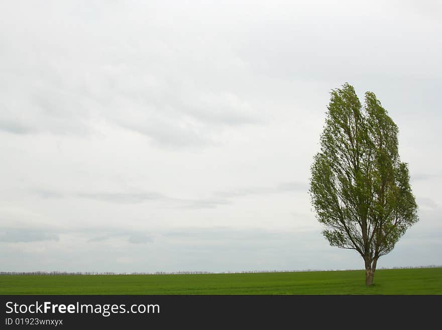 A single  green tree