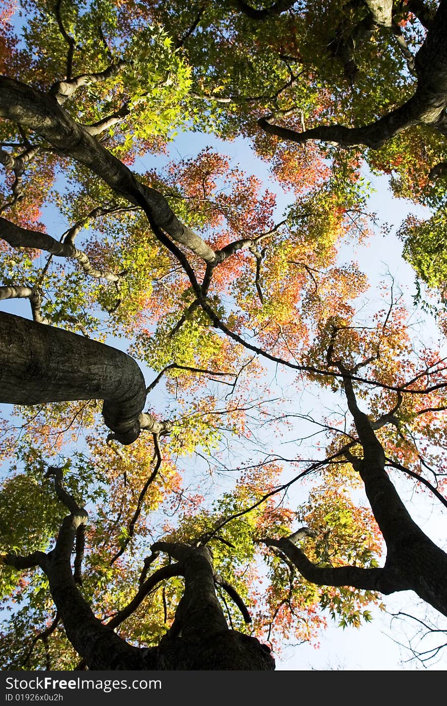 The trees with the blue sky background in aurumn. The trees with the blue sky background in aurumn.