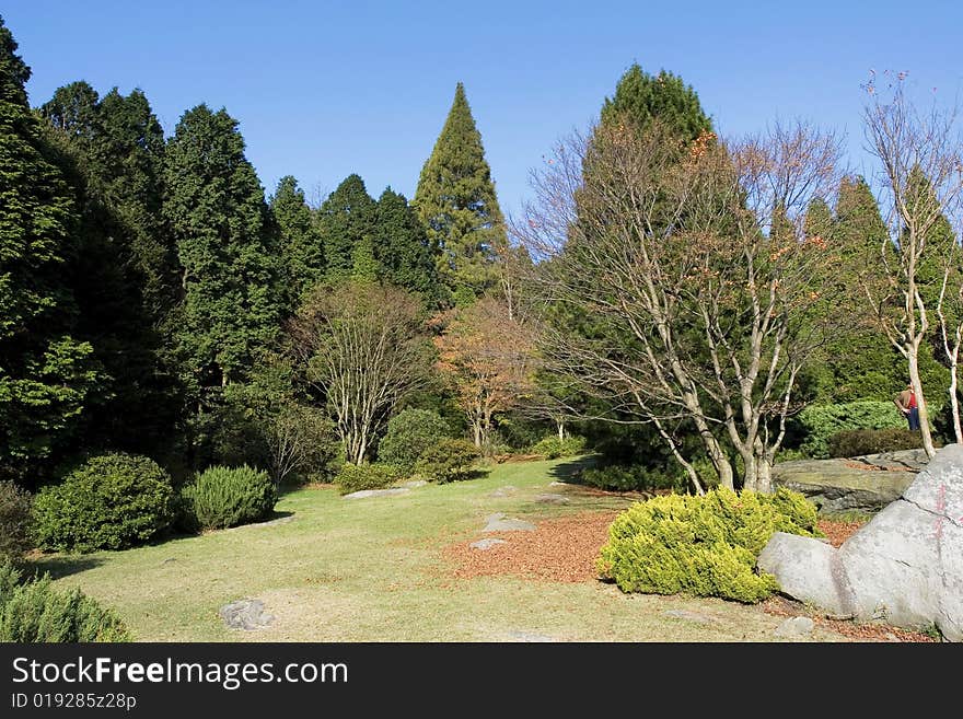 The trees of a garden. The trees of a garden.