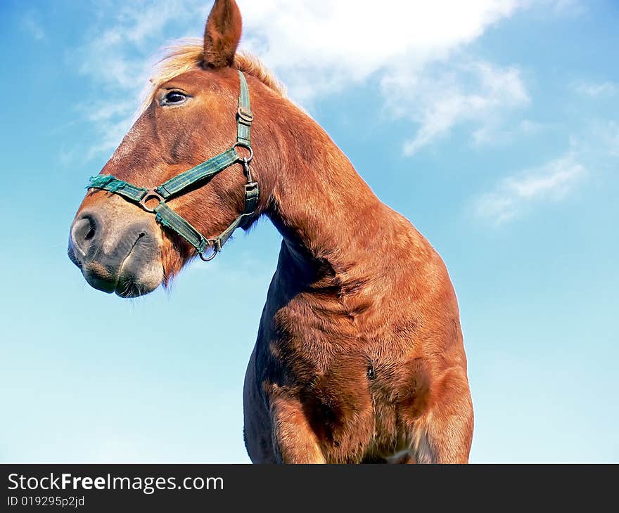 Head of beautiful horse and blue sky in background. Close up. Head of beautiful horse and blue sky in background. Close up.