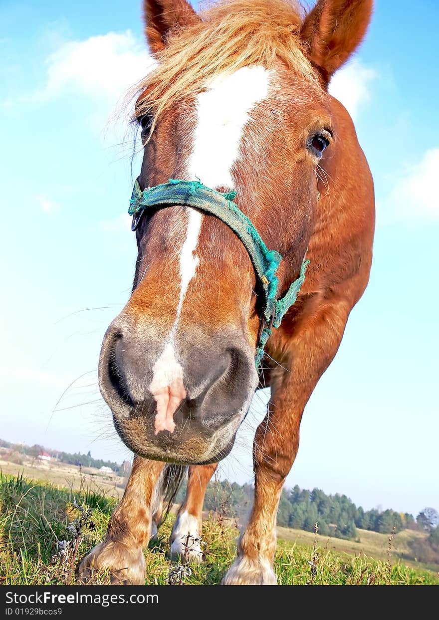 Head of beautiful horse - close up. Head of beautiful horse - close up.