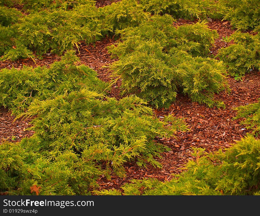 Green firs in park`s zone. Latvia. Liepaja. Green firs in park`s zone. Latvia. Liepaja