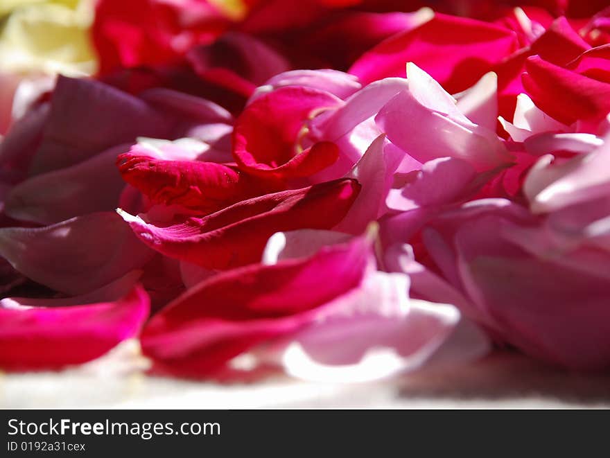 Close-up of red and pink rose-leaves as a background. Close-up of red and pink rose-leaves as a background