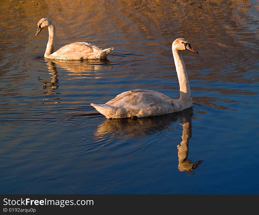 Two swanes at lake