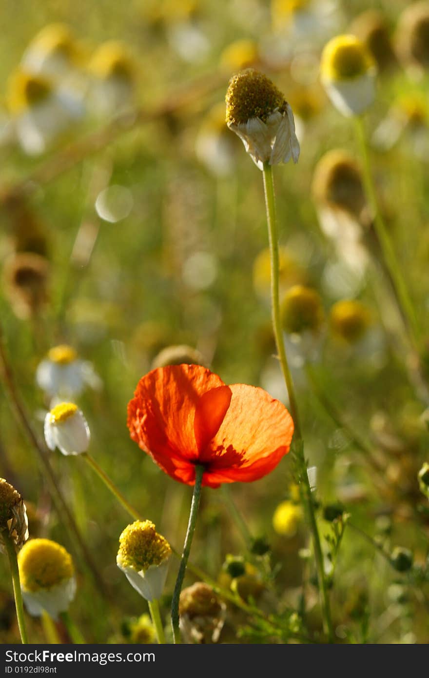 Red poppie and cammomile fields